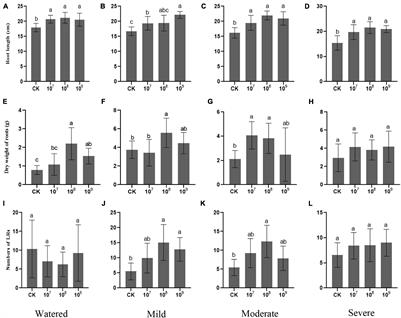 Bacillus amyloliquefaciens Rescues Glycyrrhizic Acid Loss Under Drought Stress in Glycyrrhiza uralensis by Activating the Jasmonic Acid Pathway